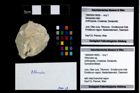 Foto (Objekt + Etikett) von Pithonoton sp.  (NHMW-GEO-1990-0041-4005)